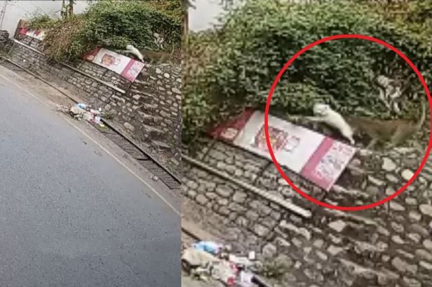 Clip: Báo vào thành phố bắt trộm chó của dân