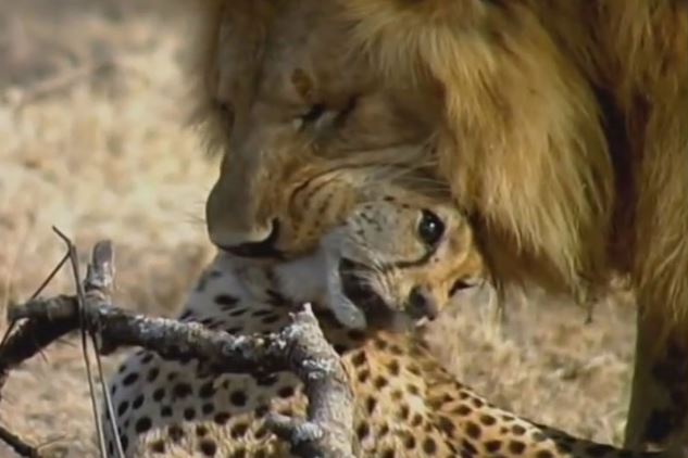 Clip: Báo săn chết thảm trước nanh vuốt 2 con sư tử đực