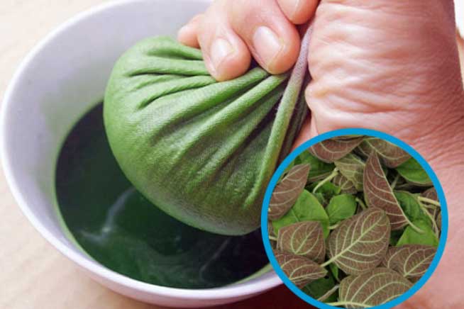 3 loại lá sẵn có, rẻ tiền nhưng lại là phương thuốc quý chữa trào ngược dạ dày ít người biết