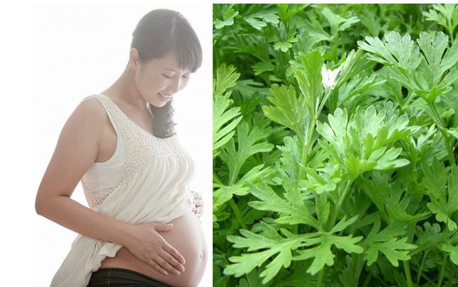 Những người này ăn ngải cứu vào không khác nào dùng thuốc độc