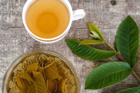 Bất ngờ với 5 công dụng tuyệt vời từ lá ổi nhất định không nên bỏ qua