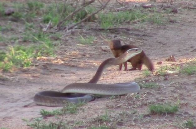 Clip: Chồn mangut liều mạng tấn công rắn mamba khổng lồ