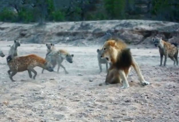 Clip: Tranh giành thức ăn, sư tử đực đối đầu 20 con linh cẩu