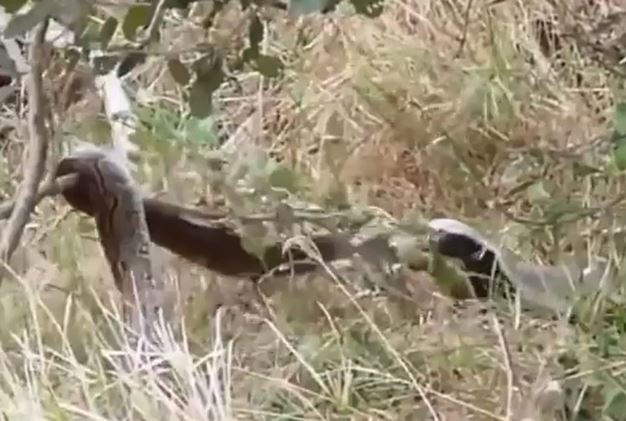 Clip: Trăn “khổng lồ” bất lực chịu trận trước lửng mật ong