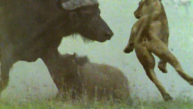 Clip: Chọn sai con mồi, sư tử phải trả một cái giá cực đắt