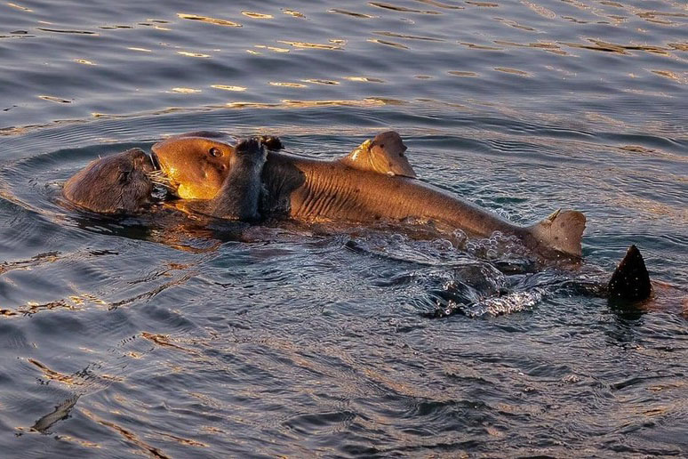 Khoảnh khắc cá mập lim dim trong vòng tay ấm áp của rái cá khiến những nhà khoa học hàng đầu cũng phải "bó tay" không thể giải thích