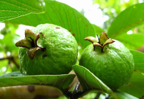 Bị những bệnh này đừng mua thuốc tây, hãy dùng lá ổi hiệu quả hơn