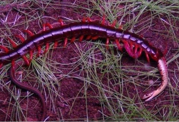 Clip: Rết khổng lồ “xử đẹp” rắn trong chớp mắt