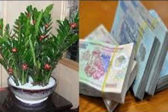 Đừng chỉ đặt hoa cúc, hoa hồng lên bàn thờ: Đây mới là loại cây hút tài lộc, nghe tên đã thấy giàu sang