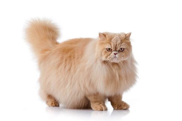 5 loài mèo đẹp nhất thế giới (Phần 1): Số 2 có thể cao tới hơn 1m khi đứng bằng hai chân - Ảnh 3.