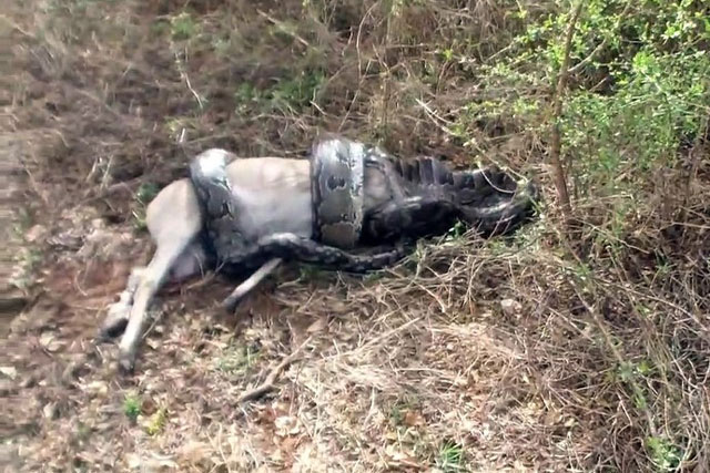 Clip: Tham ăn, cố nuốt con mồi, loài trăn lớn nhất châu Phi phải trả cái giá quá đắt