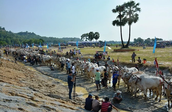 Lễ hội đua bò Bảy Núi - An Giang luôn thu hút rất đông du khách.