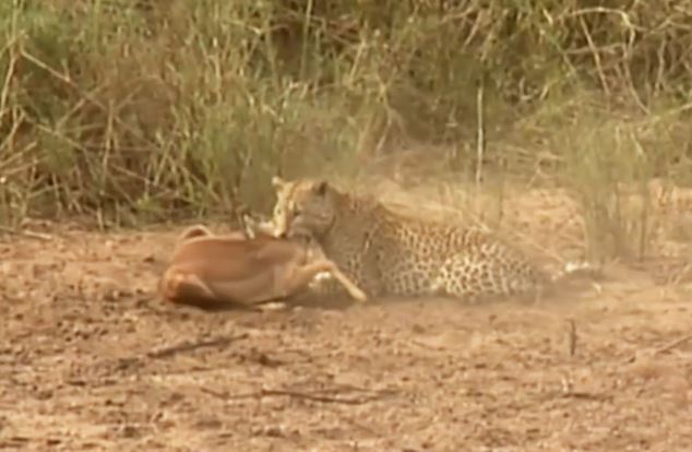 Clip: Báo hoa mai tóm gọn linh dương Impala trong "chớp mắt"