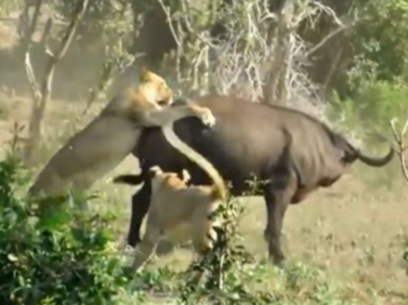 Clip: Trâu rừng chết thảm dưới nanh vuốt 2 con sư tử