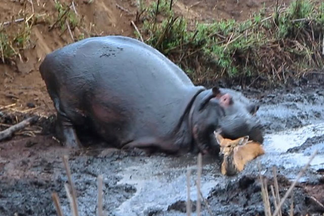 Clip: Gặp phải hà mã mắc chứng rối loạn nhân cách, đoàn "thợ săn" thiện chiến nhất châu Phi cũng phải lắc đầu ngán ngẩm