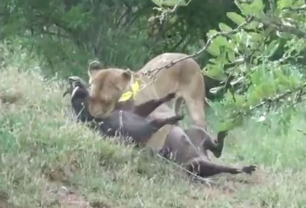 Clip: Màn vật lộn sinh tử giữa heo rừng với 2 con sư tử
