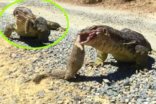 Clip: Kỳ đà khổng lồ nuốt gọn chồn mangut