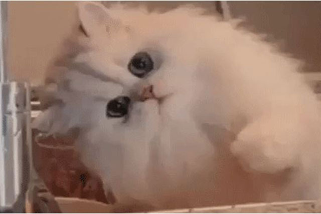 5 loài mèo đẹp nhất thế giới (Phần 1): Số 2 có thể cao tới hơn 1m khi đứng bằng hai chân