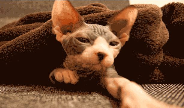 5 loài mèo "đẹp lạ" trên thế giới (Phần 2): Số 4 được săn đón vì vẻ ngoài hiếm có