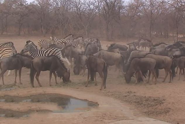 Clip: Ngựa vằn “tung cước” khiến linh dương đầu bò bất tỉnh nhân sự
