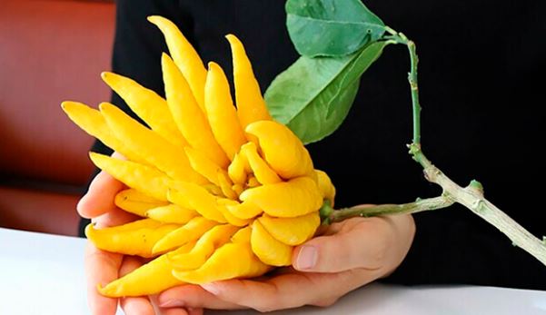 Phật thủ thắp hương xong đừng vứt bỏ, giữ lại dùng cách này sẽ có bài thuốc chữa bệnh cực hay