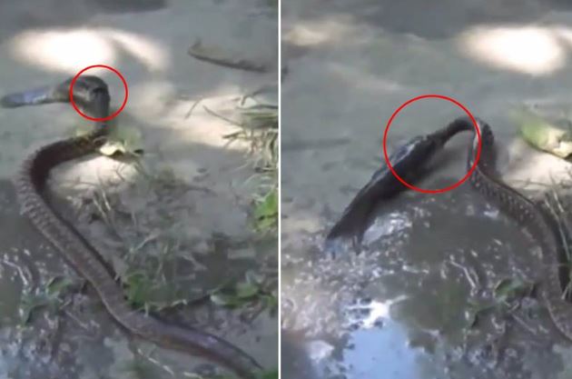 Clip: Rắn chết thảm vì bị cá cắn đầu gây ngạt thở