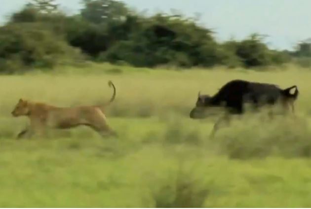 Clip: Trâu rừng liều mạng chiến đấu với sư tử để bảo vệ con