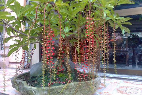 10 loại cây cảnh nên chưng vào dịp tết để "tiền vào như nước", lộc lá kéo về ào ào