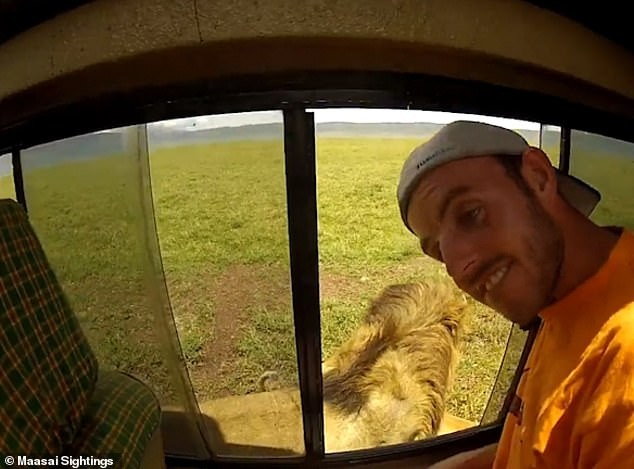 Clip: Vuốt ve trêu đùa sư tử châu Phi, hai du khách suýt phải nhận cái kết “đắng lòng“