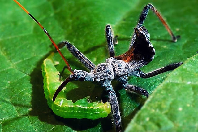 Clip: Bọ sát thủ hạ gục con mồi bằng chất độc chết người