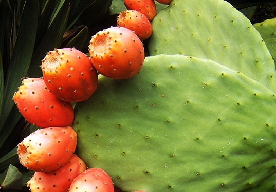 Thực phẩm giàu glutamine giúp cải thiện khả năng miễn dịch