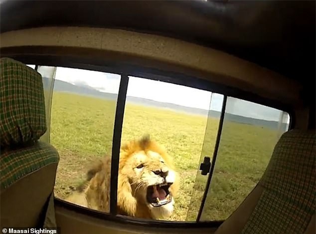 Vuốt ve trêu đùa sư tử châu Phi, hai du khách suýt phải nhận cái kết “đắng lòng“ ảnh 2