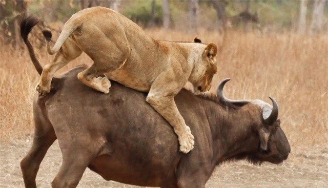 Trâu rừng đối đầu sư tử: Khi con mồi vùng lên chống trả lại kẻ đi săn ảnh 1