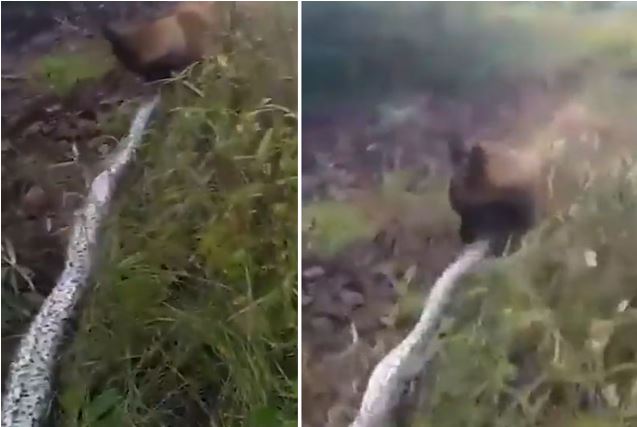 Clip: Chó Becgie đại chiến kinh hoàng với trăn khổng lồ