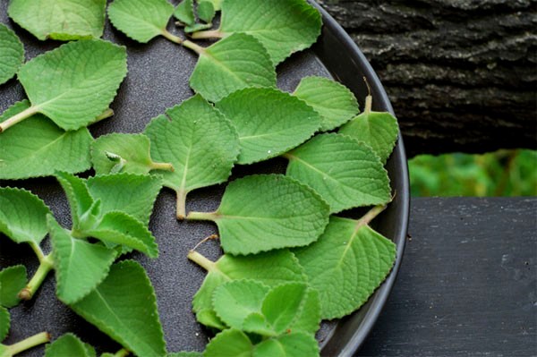 Rau húng - thần dược cho sức khỏe mà ít ai ngờ tới