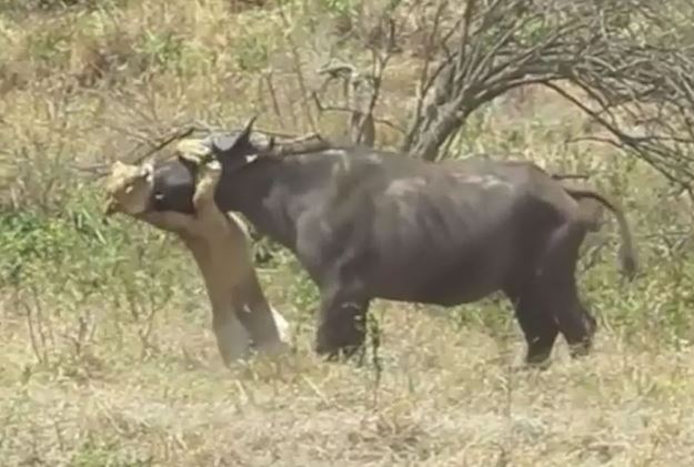 Clip: Trâu rừng bỏ mạng vì cả gan chiến đấu với sư tử