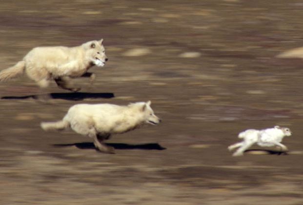 Clip: Thỏ trắng “đánh võng" tuyệt đỉnh khiến 2 con sói mất ăn