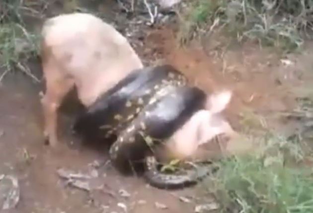 Clip: Trăn khổng lồ chết thảm vì săn trộm lợn của nông dân