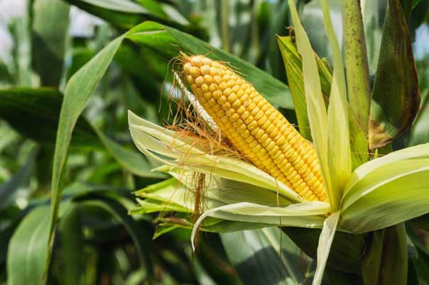 Sự thật "đáng sợ" đằng sau những bắp ngô mà nhiều người vẫn vô tư ăn mỗi ngày