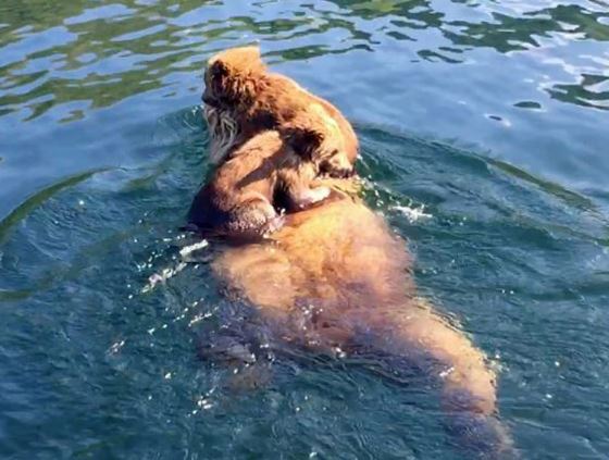 Clip: Gấu mẹ cõng con vượt hồ lớn siêu dễ thương