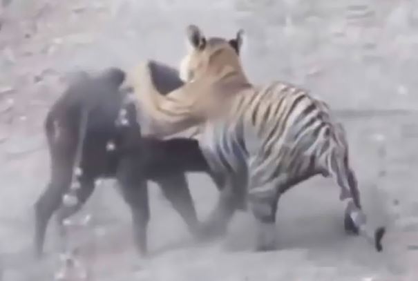 Clip: Những pha săn mồi dũng mãnh của “chúa sơn lâm”