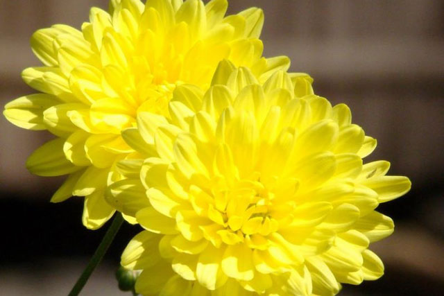 Loại hoa được trưng nhiều trong ngày Tết là thuốc quý, thường bị bỏ đi lãng phí