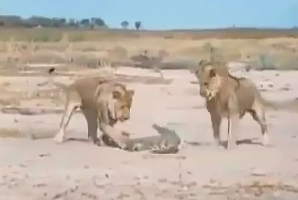 Clip: Màn quyết chiến giữa cá sấu với 2 con sư tử