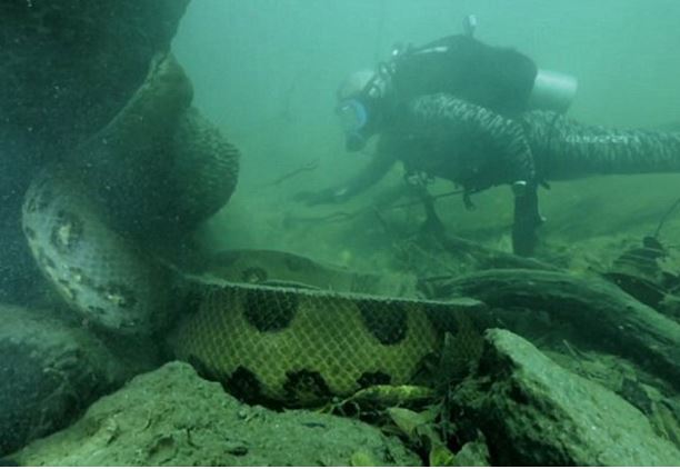 Clip: “Mặt đối mặt” với trăn Nam Mỹ khổng lồ ở dưới nước