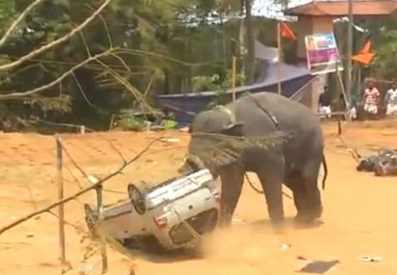 Clip: Voi “điên” húc ôtô lật ngửa