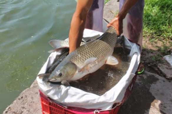 3 loại cá là ‘bể chứa’ chất gây hại và kim loại nặng, nhiều người không biết vẫn ăn hàng ngày