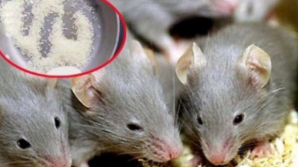 Trộn gạo với thứ này rồi đặt ở góc nhà, tống cổ cả đàn chuột 'một đi không trở lại'