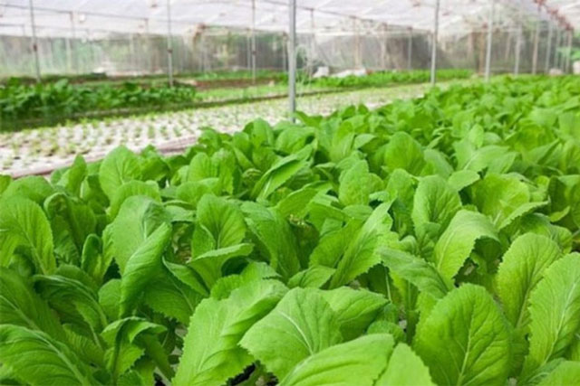 5 cách phân biệt rau sạch, rau bẩn cực kỳ đơn giản