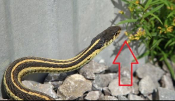 4 loại cây trồng rắn mê như điếu đổ, không muốn rắn bò vào nhà thì mau nhổ bỏ ngay