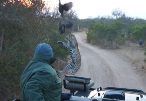 Clip: Báo hoa mai bị xe Jeep đâm trúng vì quá ham mồi